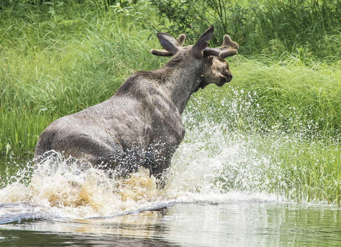 Водяной - Михаил Белоусов