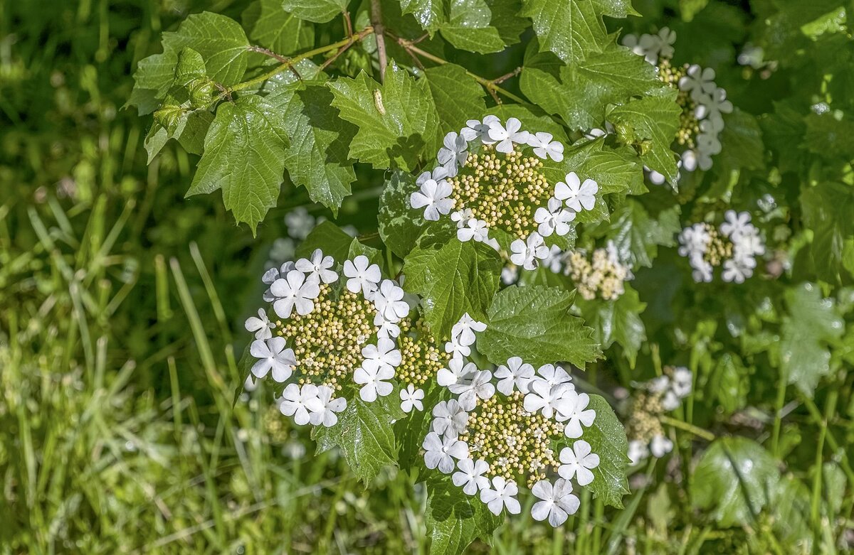 Калина цветёт - Валерий Иванович