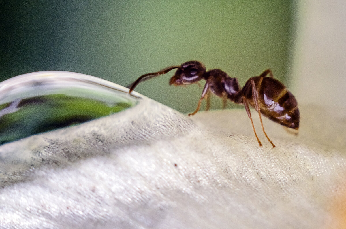 Водицы напиться - Андрей Щетинин Водицы напиться - Андрей Щетинин