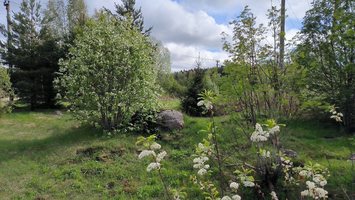 Сыплет черемуха снегом... - Ольга Сыплет черемуха снегом... - Ольга