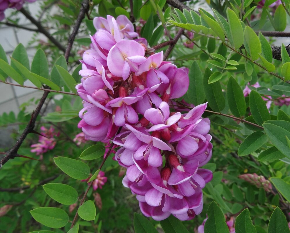 Робиния - PRP 