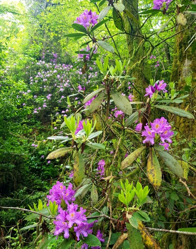 РОДОДЕНДРОН - Tata Wolf