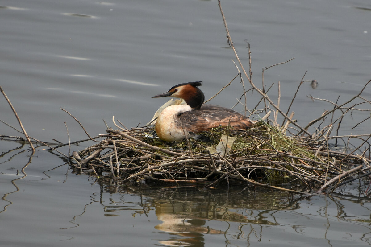 Москва. Парк Царицыно. Чомга на гнезде. - Наташа ***** Москва. Парк Царицыно. Чомга на гнезде. - Наташа *****
