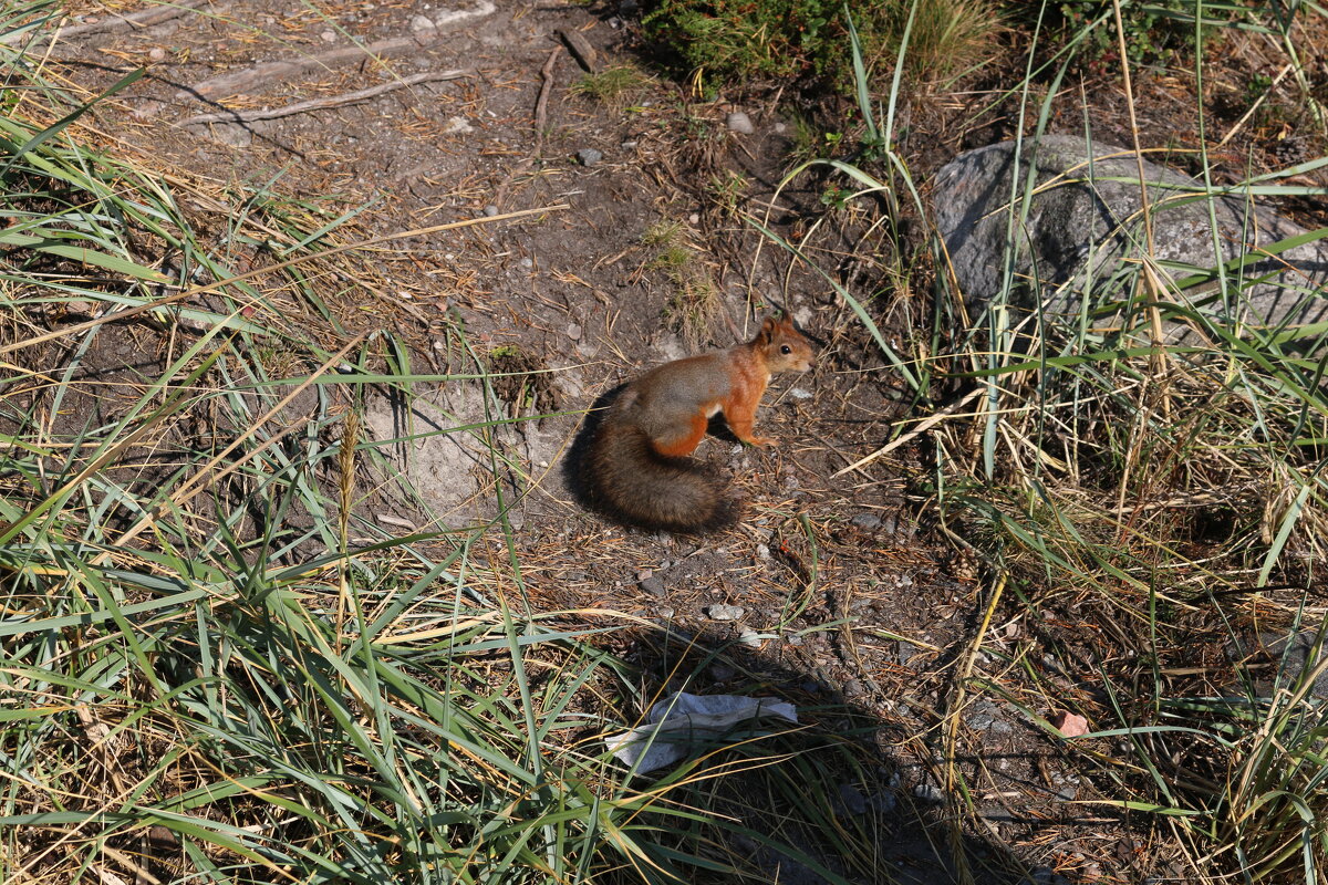 Шустрая белочка - Ольга Шустрая белочка - Ольга