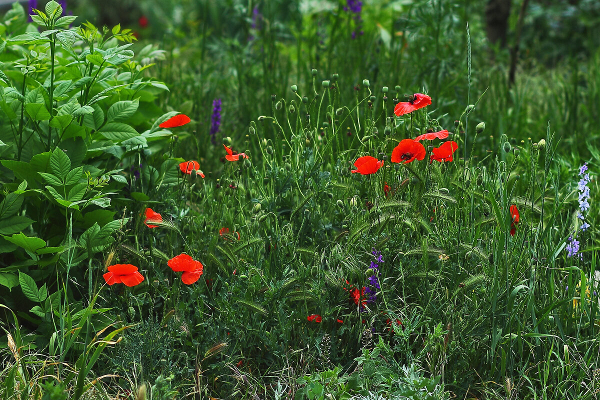 Маковая полянка - Юрий Гайворонскiий Маковая полянка - Юрий Гайворонскiий