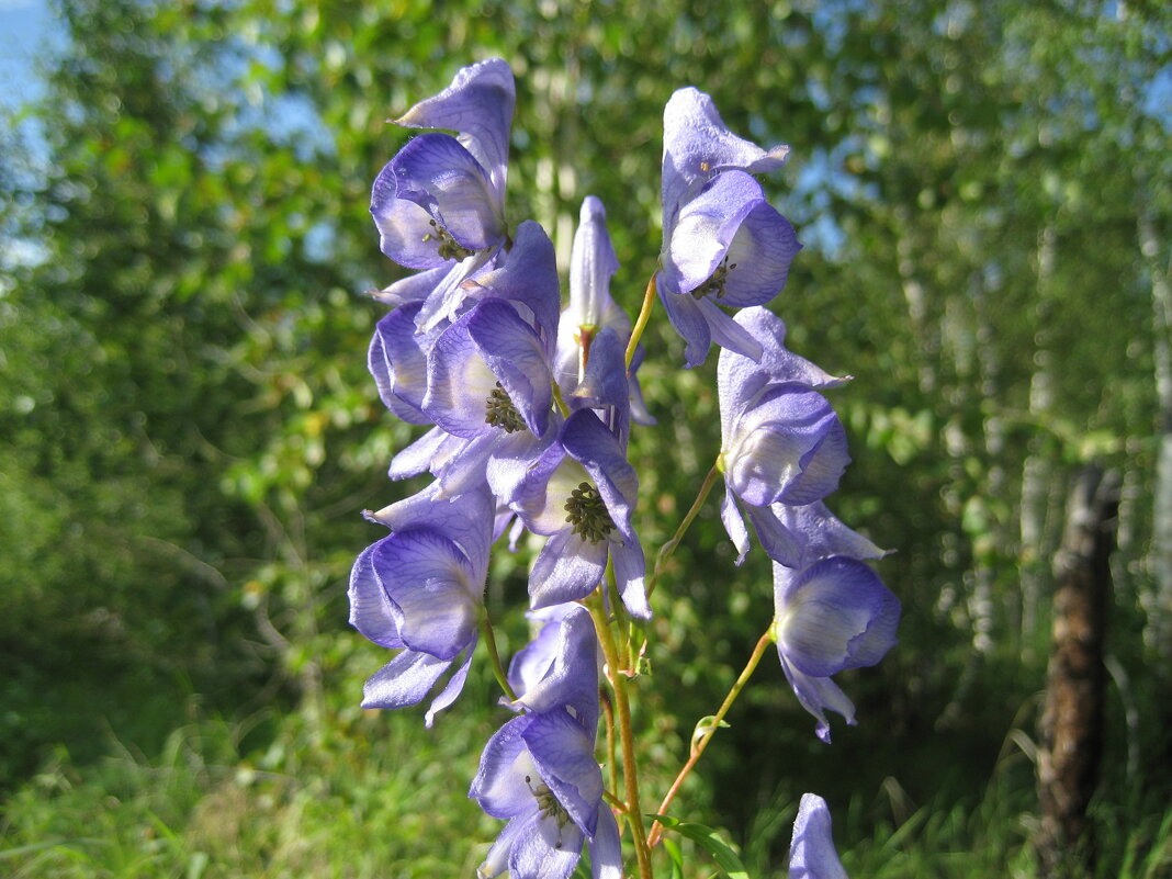 Аконит - Anna Ivanova Аконит - Anna Ivanova