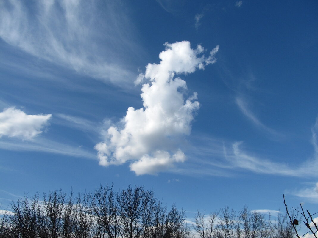 в небе облако бежало - Елена Шаламова