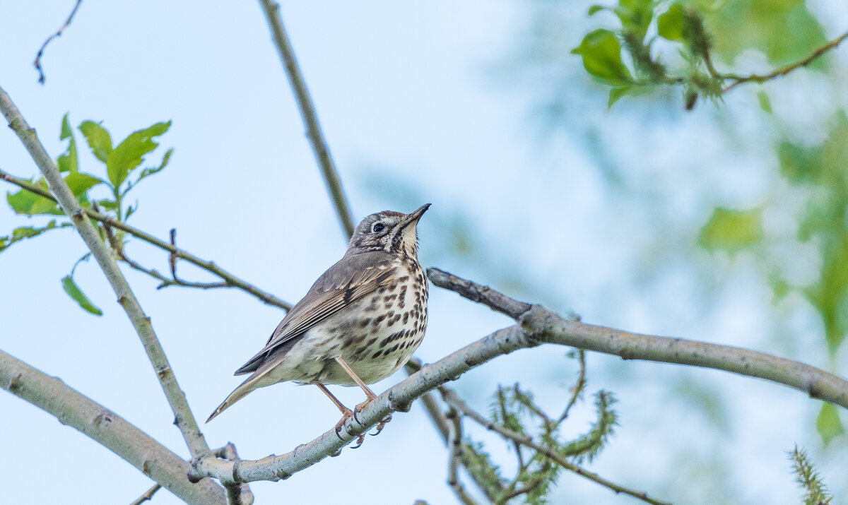 Певчий дрозд. - Владимир Безбородов Певчий дрозд. - Владимир Безбородов