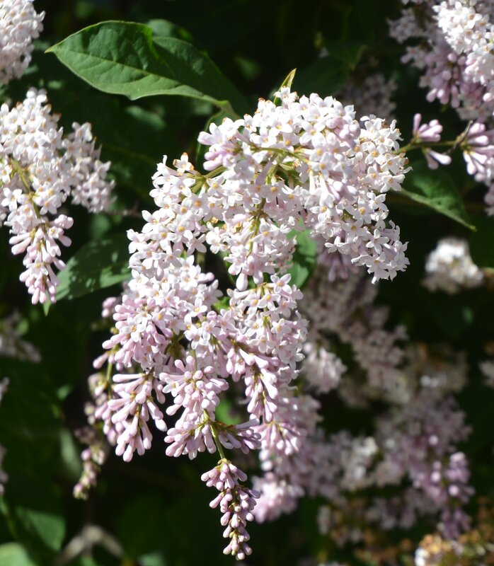 Сирень - Oleg4618 Шутченко