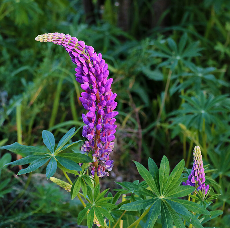 Уже люпины! - Светлана Уже люпины! - Светлана