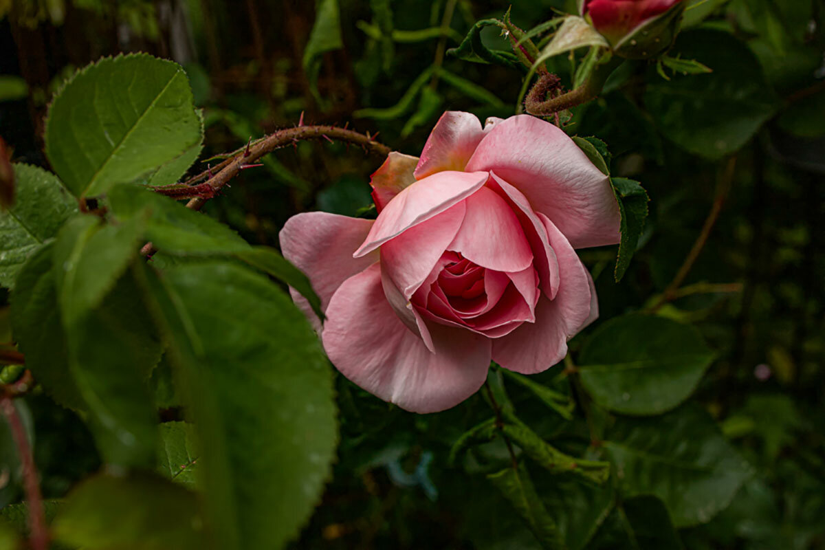 Дачная радость. - Lucy Schneider Дачная радость. - Lucy Schneider