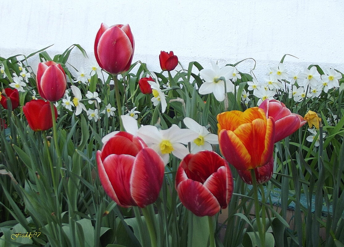 Весеннее настроение - Freddy 97 Весеннее настроение - Freddy 97