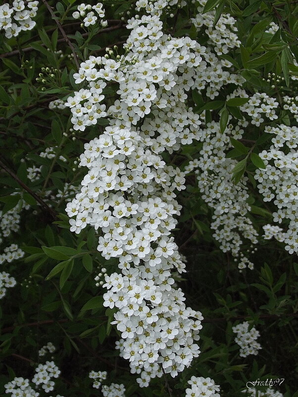 Спирея - Freddy 97 Спирея - Freddy 97