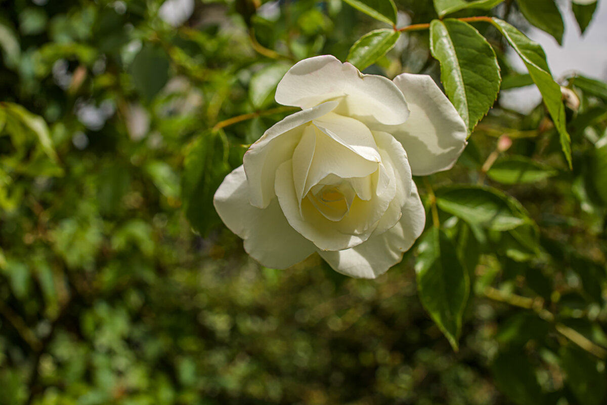 Белая роза. - Lucy Schneider Белая роза. - Lucy Schneider