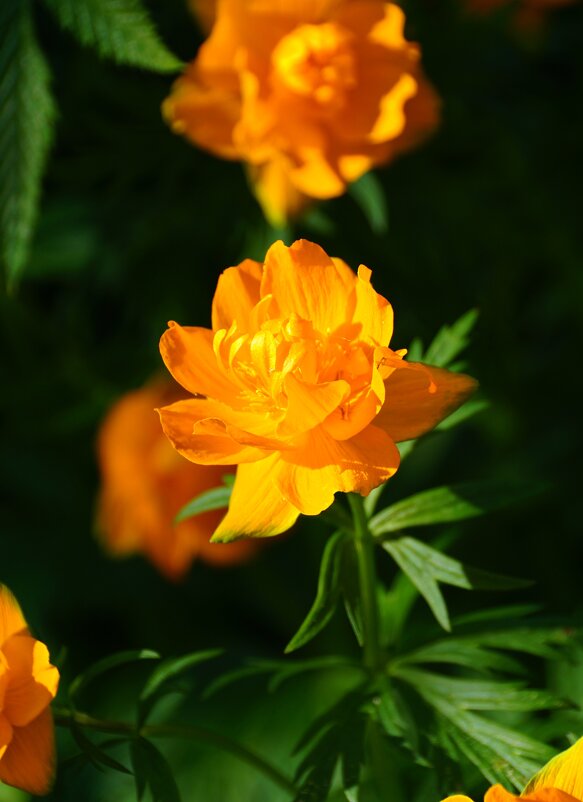 Огоньки - Наталия Григорьева