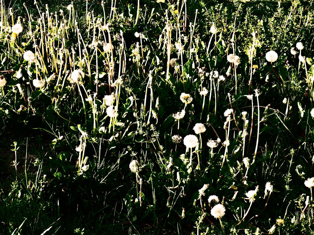 Весенние зарисовки 156 - Алексей Кузнецов