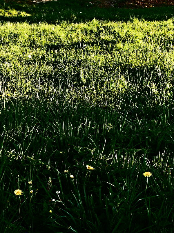 Весенние зарисовки 159 - Алексей Кузнецов