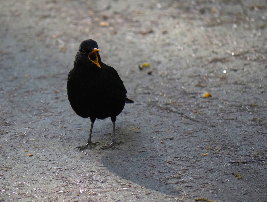 Требовательный дрозд в Павловском парке - Магомед .