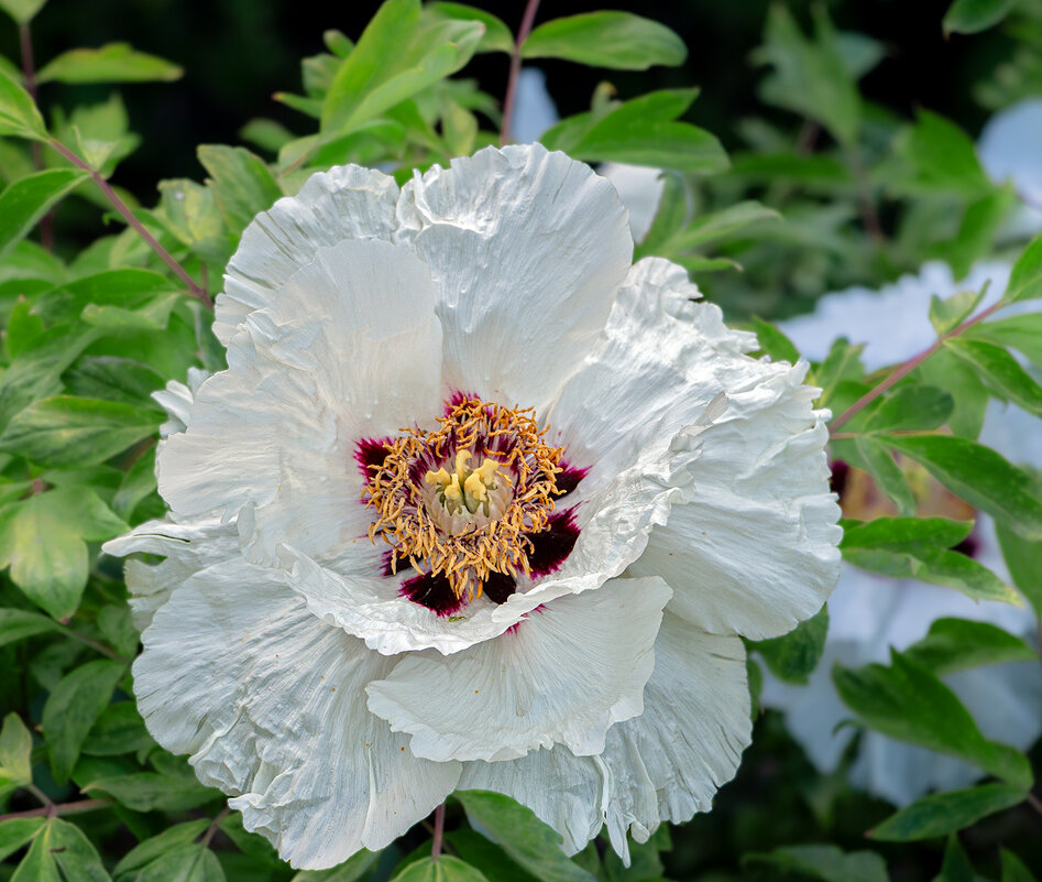Пион садовый - Юрий Яловенко