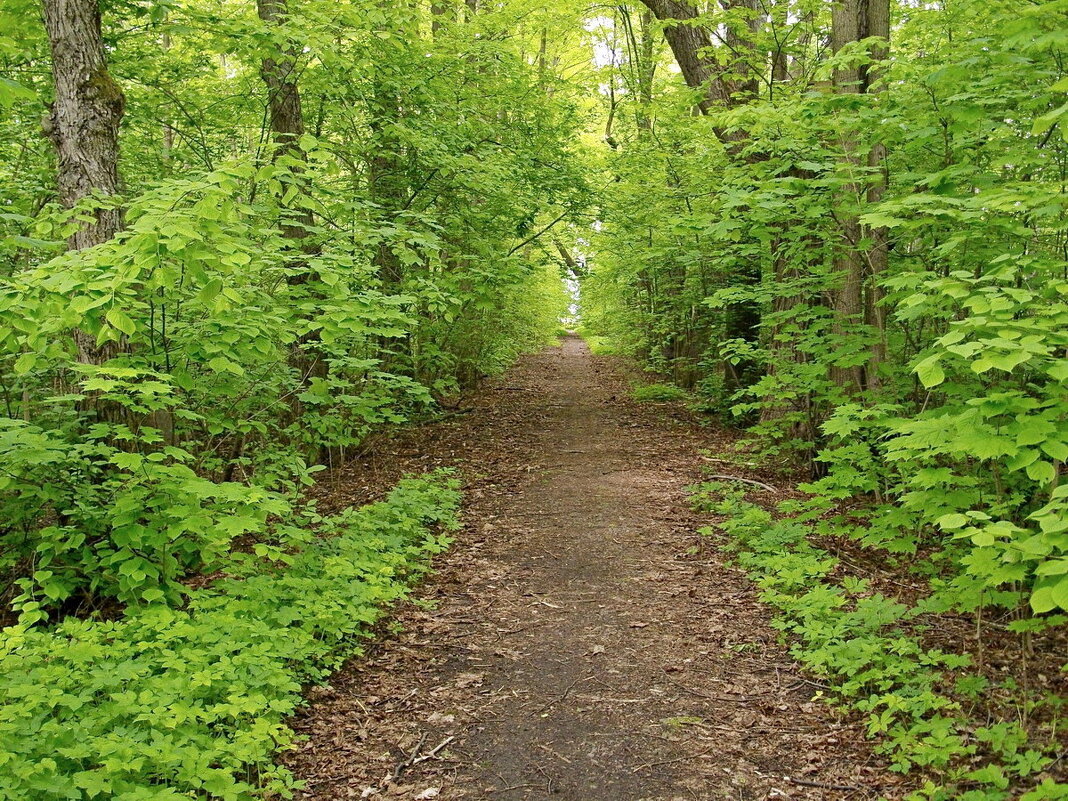 Какое всё зелёное! - VasiLina *