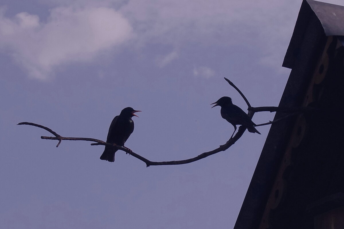Разговор у скворечника - Сергей Швечков