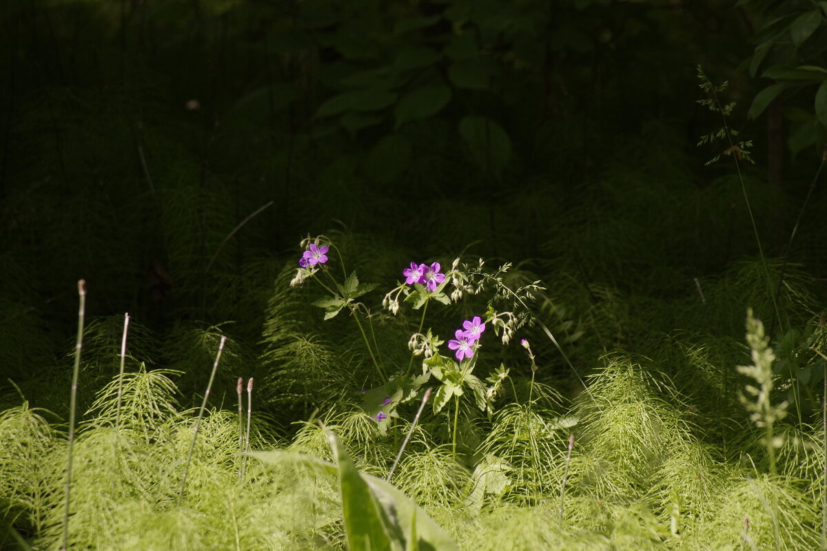 В лесу - Сергей Швечков