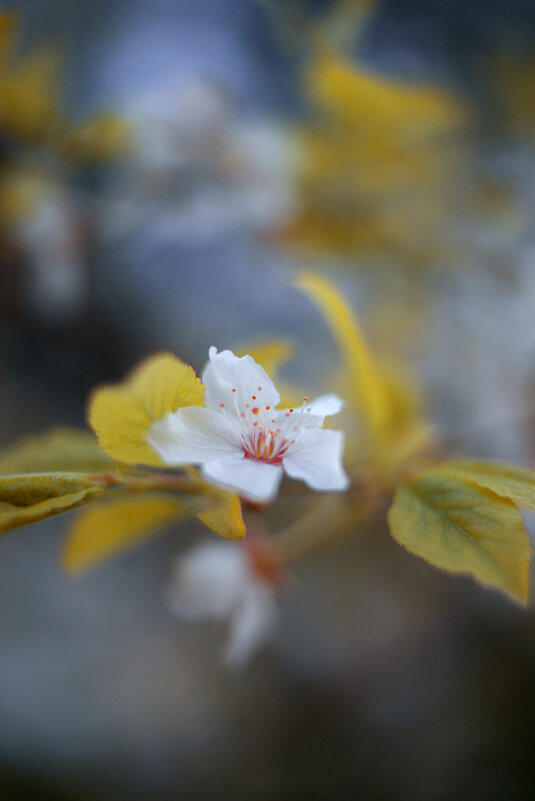 *** - Яна Горбунова
