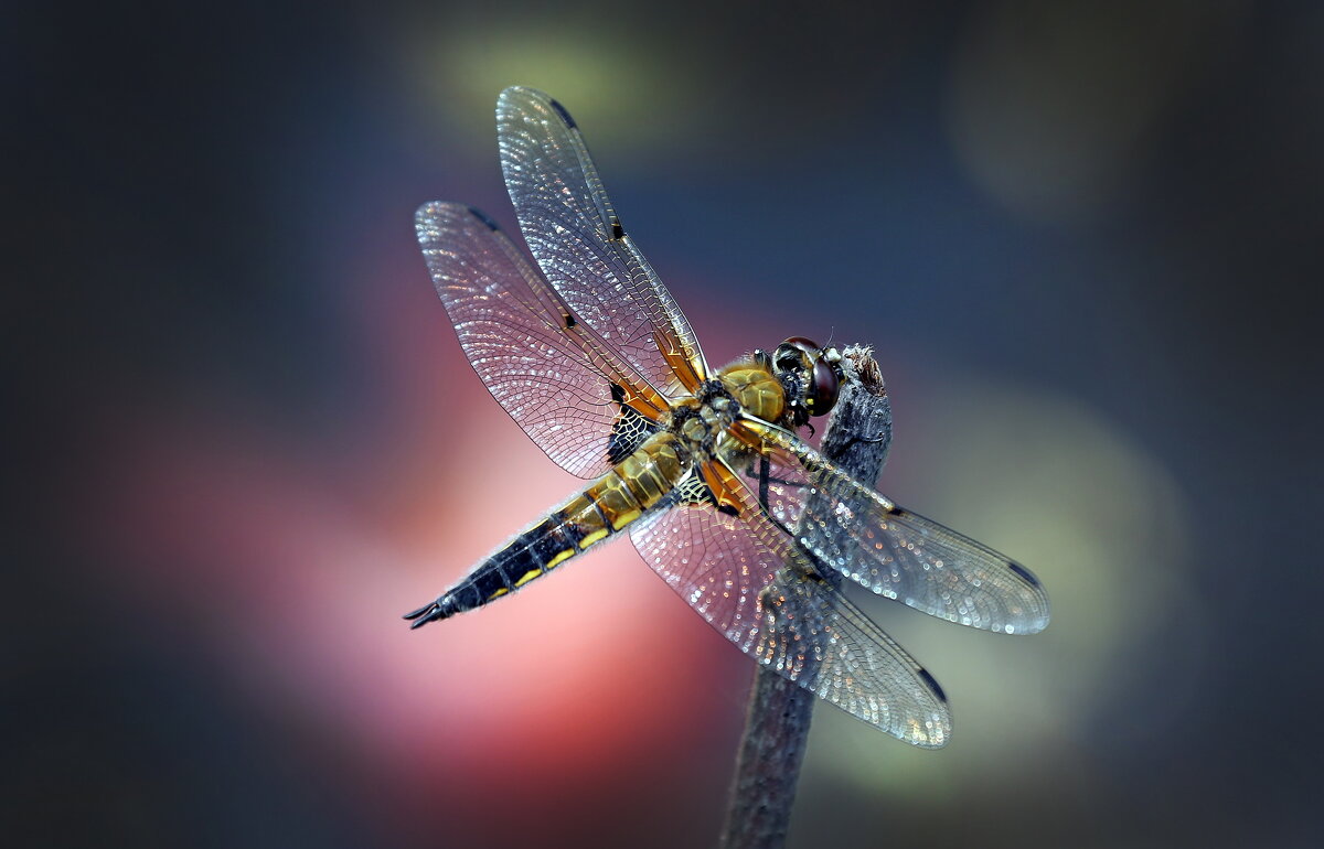 29 мая - Михаил Бибичков 29 мая - Михаил Бибичков