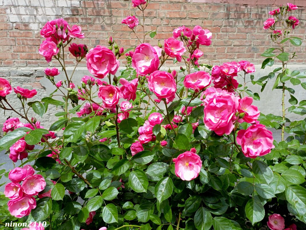 Розовый май - Нина Бутко