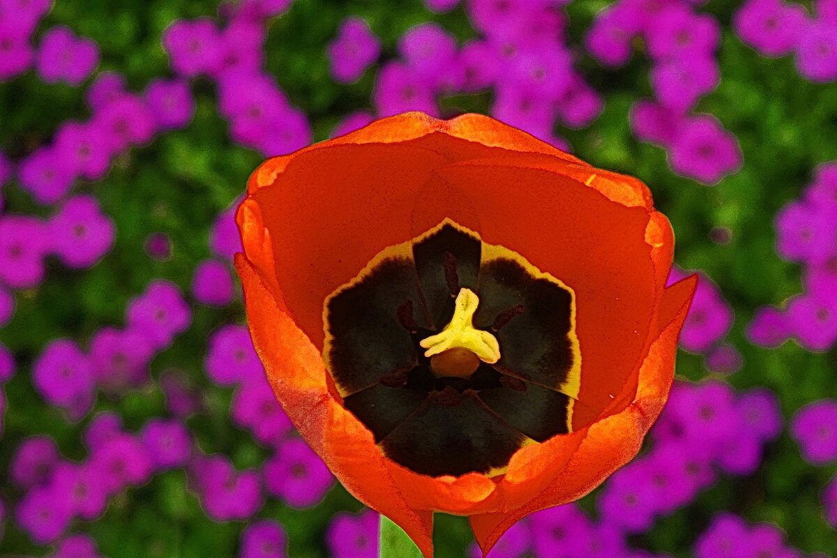 тюльпан... - Владимир Шошин