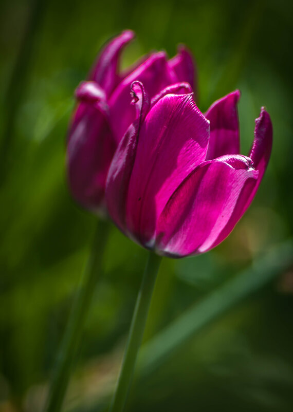 Парочка. - Анатолий Нецепляев