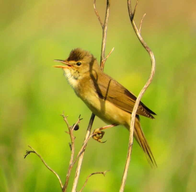 Взъерошенный певец - Андрей Снегерёв Взъерошенный певец - Андрей Снегерёв