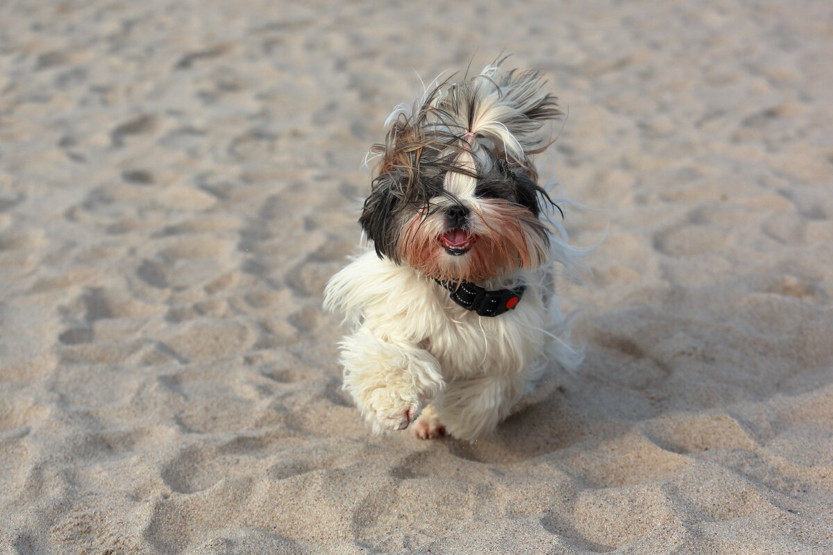 Бегу - волосы назад - Андрей Николаевич Незнанов Бегу - волосы назад - Андрей Николаевич Незнанов