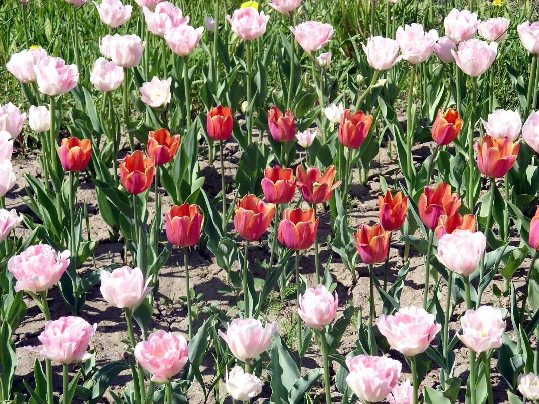 Хоровод тюльпанов. - Ирина *** Хоровод тюльпанов. - Ирина ***