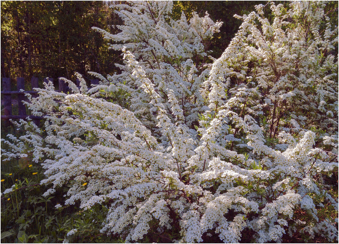 Спирея " Белая невеста " - Валентин Котляров