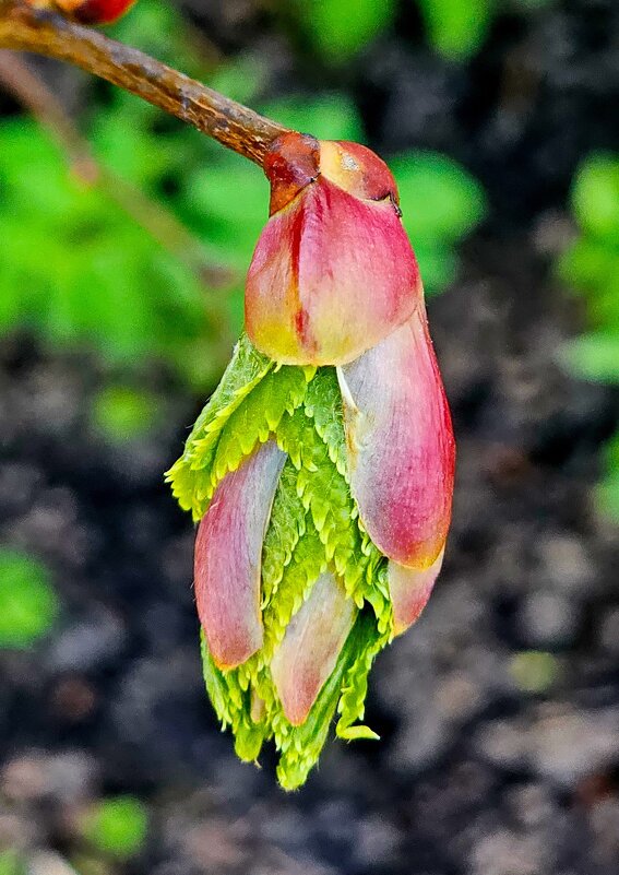 Птичка.. - Михаил Свиденцов