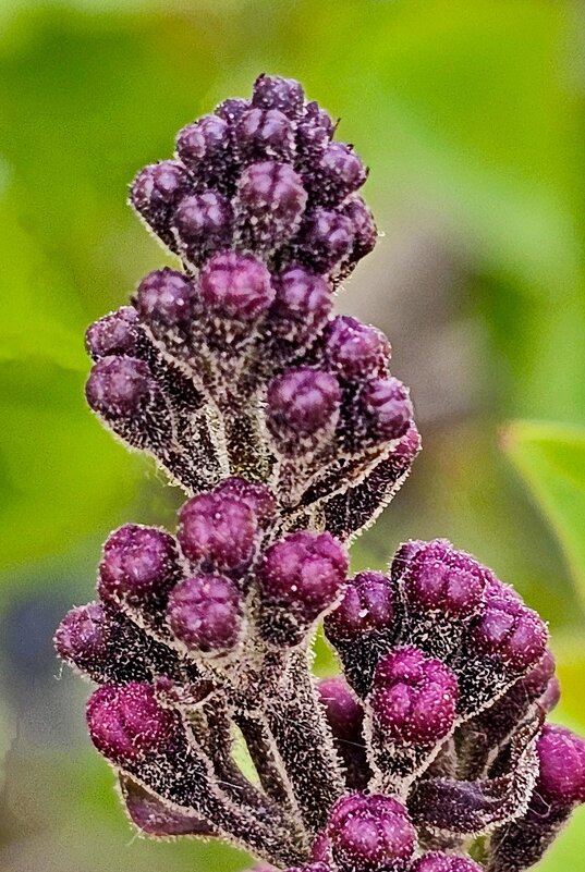 Сирень начинает... - Михаил Свиденцов