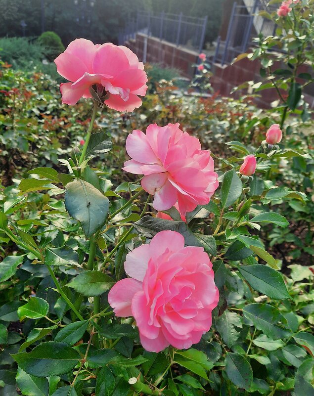 Розовое лето - Мария - Maria Розовое лето - Мария - Maria