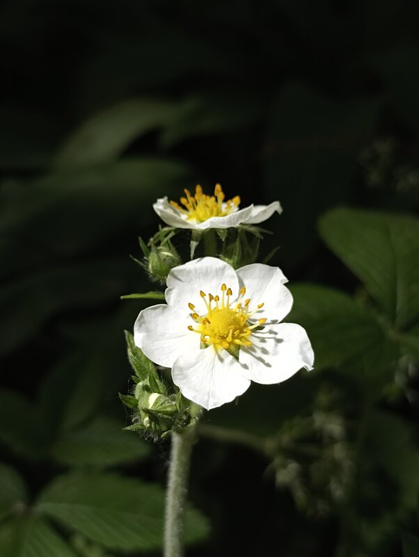 Почти лето - Pippa 