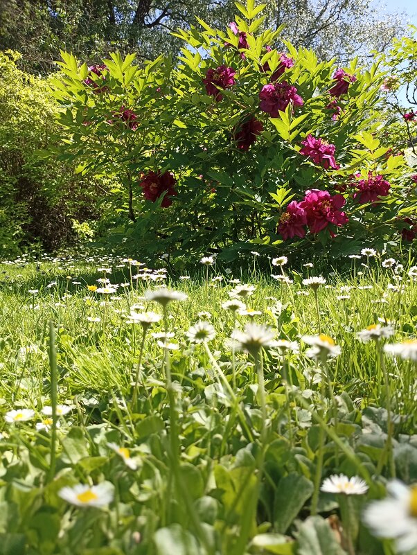 Почти лето - Pippa 