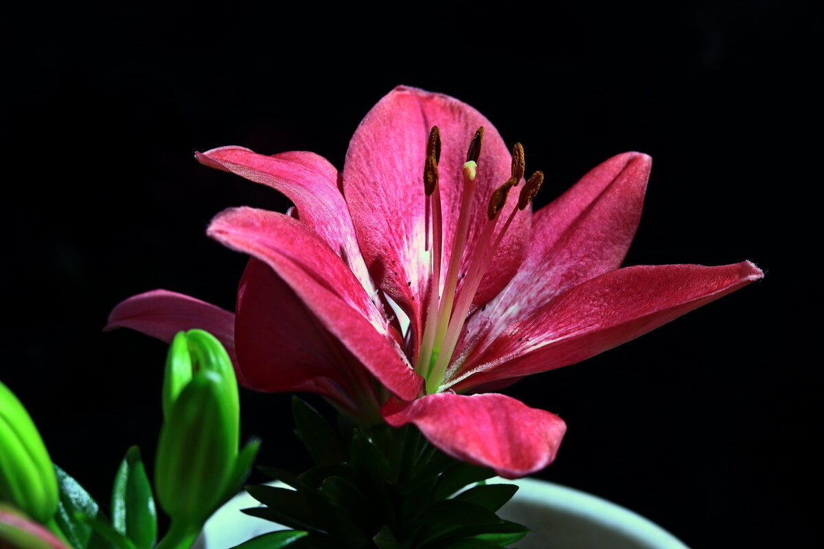 лилия карликовая - Игорь Kуленко