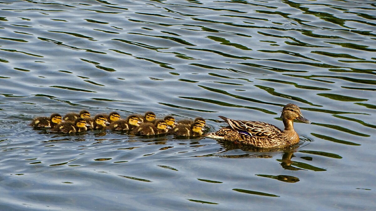 Кряква с выводком - Милешкин Владимир Алексеевич 