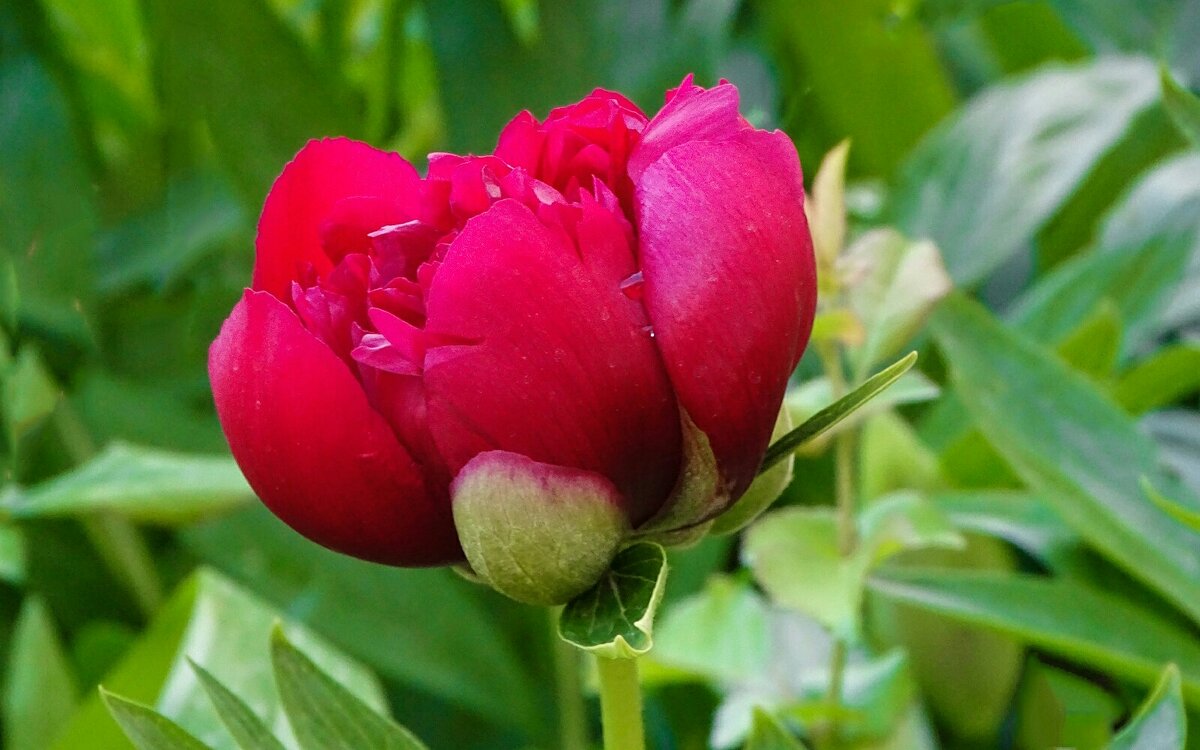 Зацвели пионы в городе. - Милешкин Владимир Алексеевич Зацвели пионы в городе. - Милешкин Владимир Алексеевич