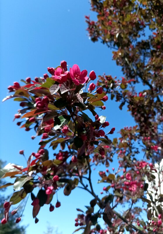 Декоративная яблоня - Veera V Декоративная яблоня - Veera V