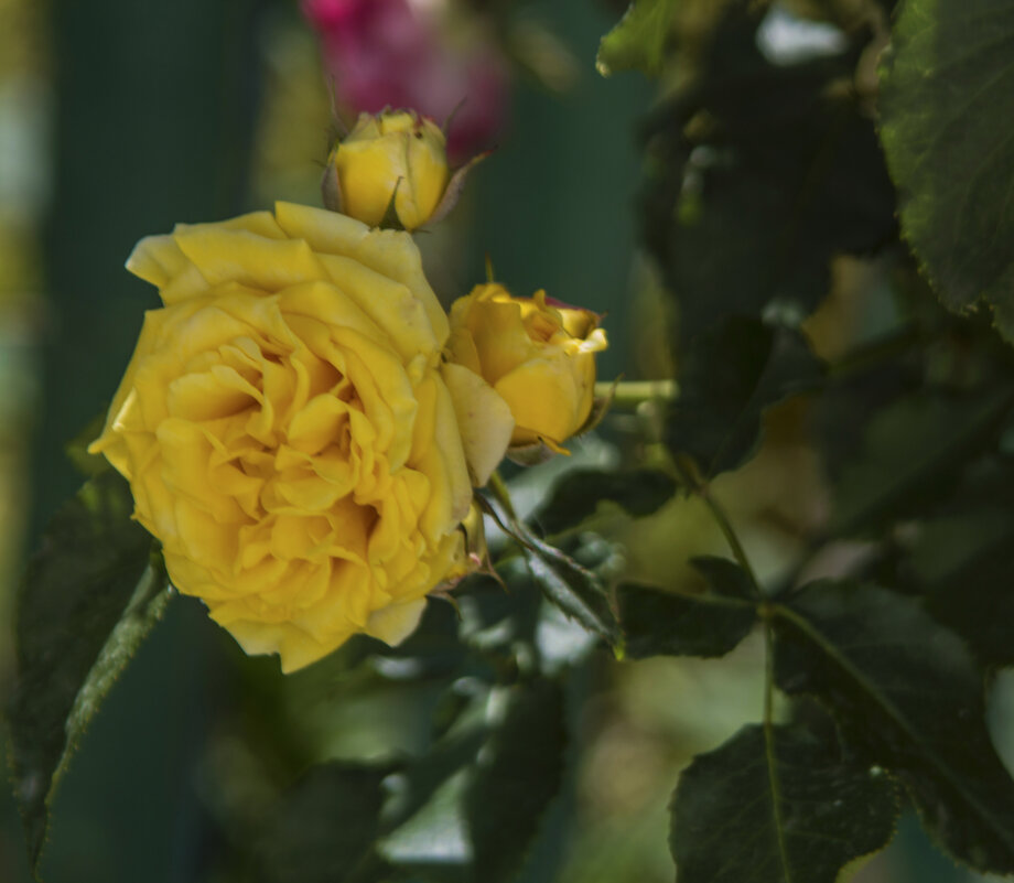 Жёлтая роза - Валентин Семчишин