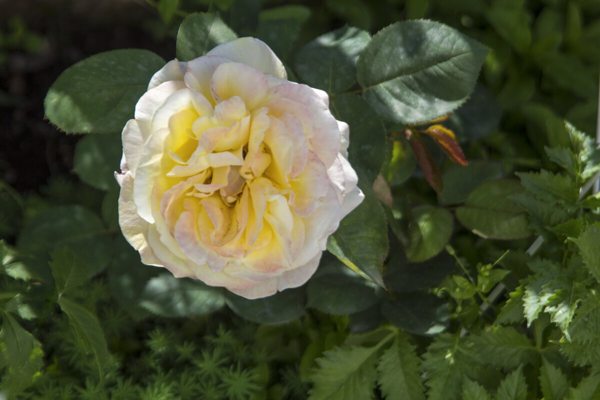 Глория  Дей - Валентин Семчишин