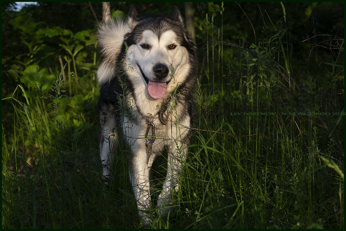 Ярик. - leff Postnov Ярик. - leff Postnov