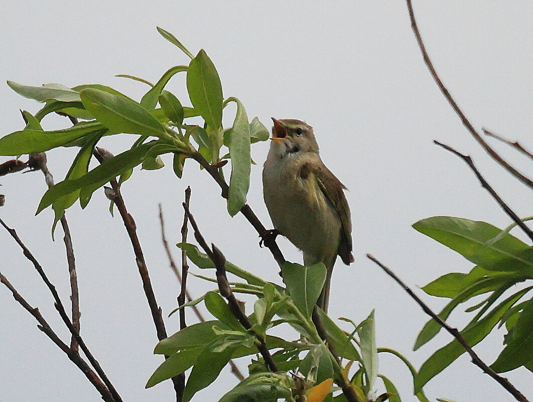 Певун - Владилен Панченко