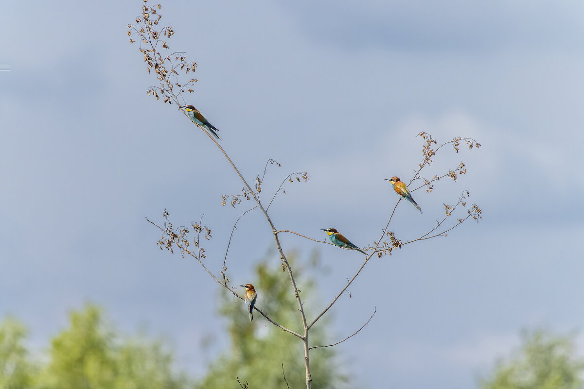 золотистые щурки - юрий макаров золотистые щурки - юрий макаров