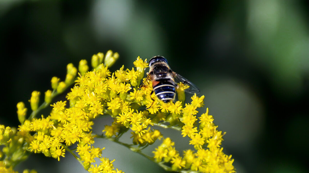 Лакомство - Alexandеr P